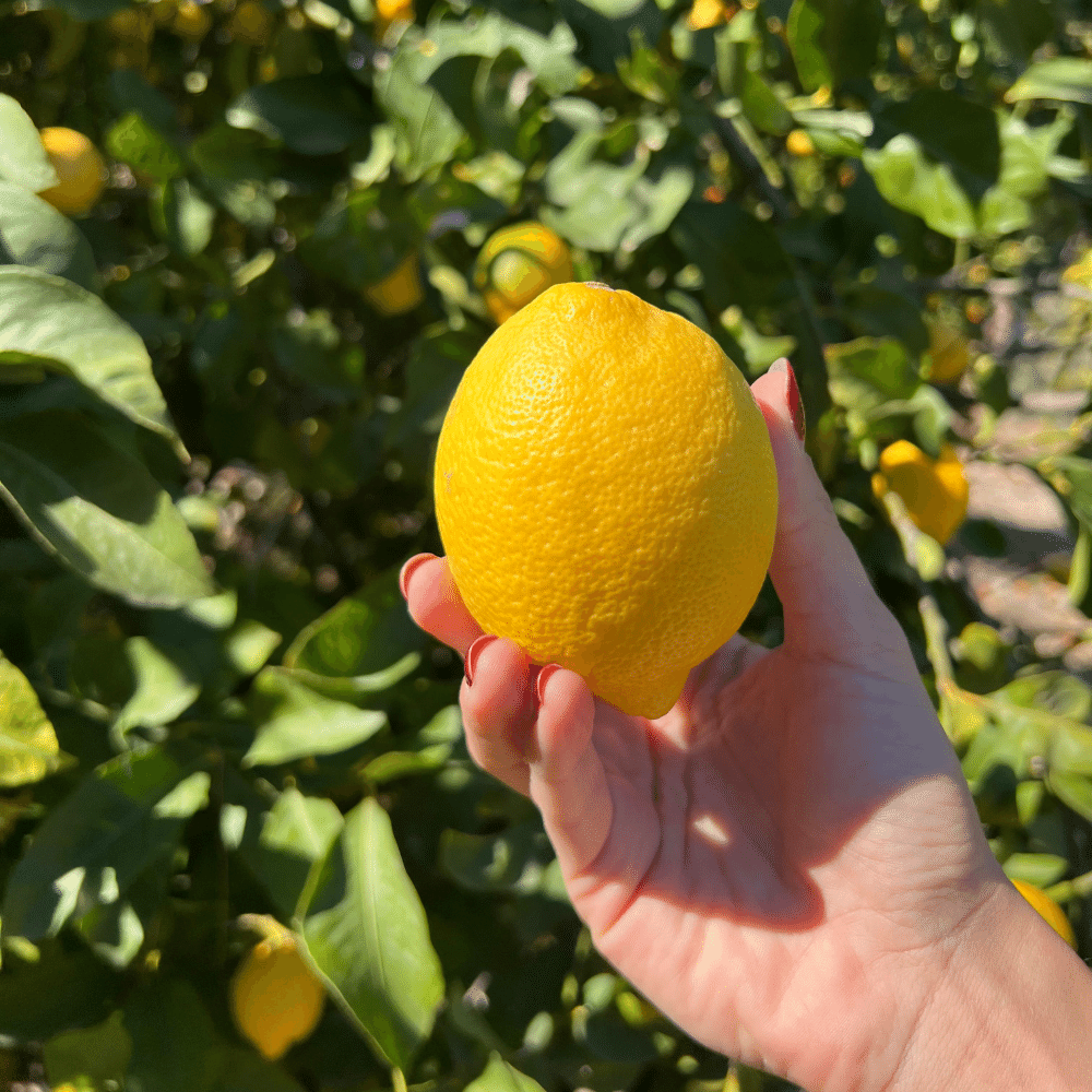 Limone Femminello Siracusano Box da (4,5kg)