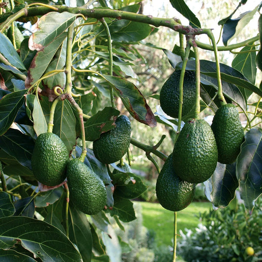 Avocado Hass