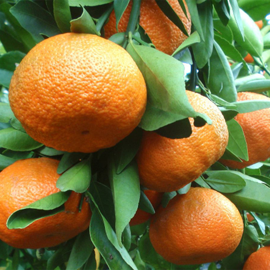 Mandarino dell’Etna Box da (9Kg)