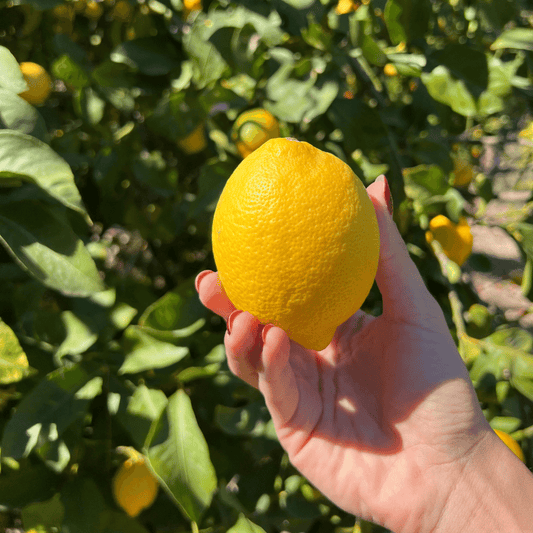 Limone Femminello Siracusano Box da  (10 Kg)