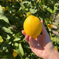 Limone Femminello Siracusano Box da  (10 Kg)